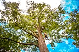 Best Tree Cabling and Bracing  in Edina, MN