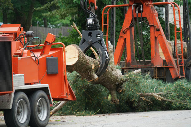 Best Root Management and Removal  in Edina, MN