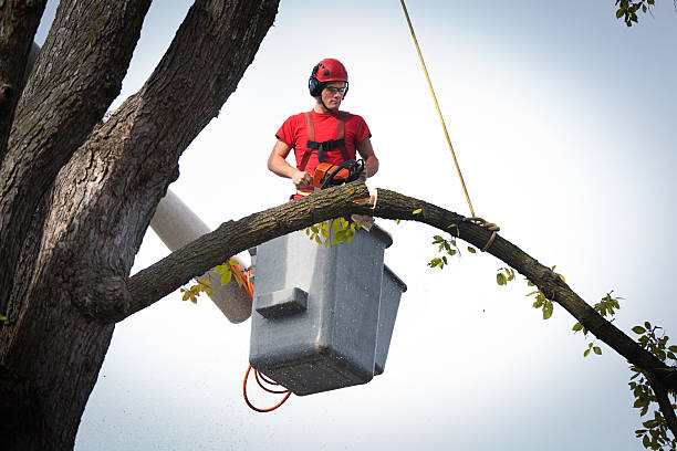 How Our Tree Care Process Works  in  Edina, MN