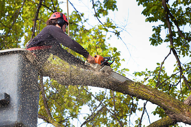 Best Tree Removal  in Edina, MN