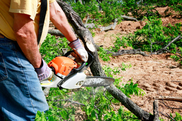 Best Hazardous Tree Removal  in Edina, MN